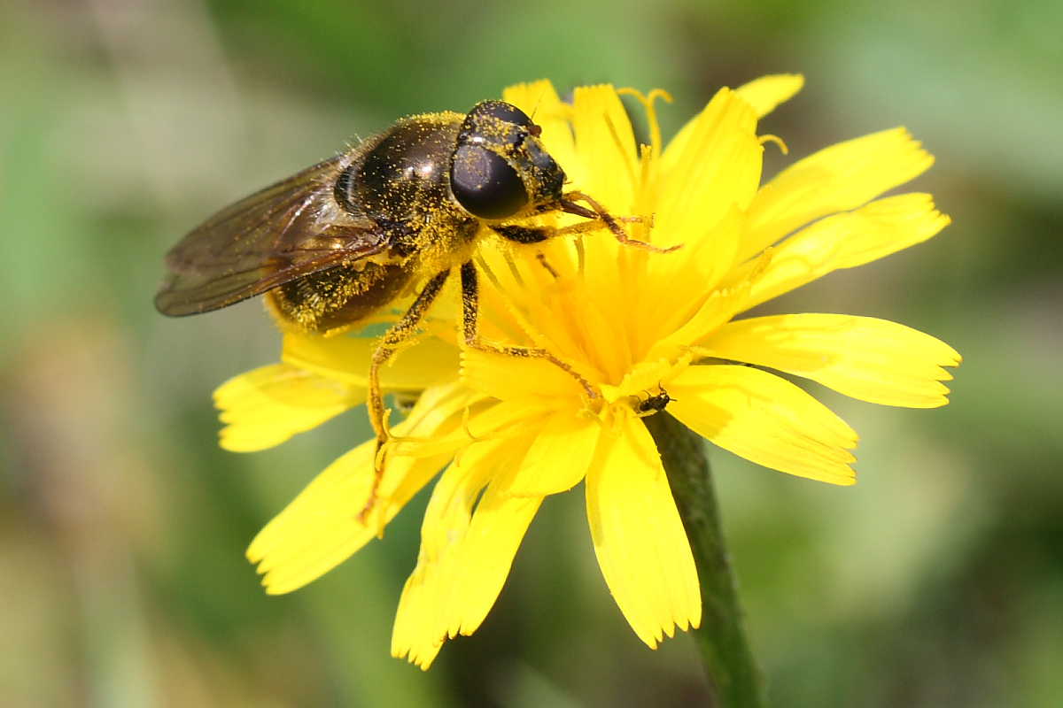 Cheilosia sp. (Syrphidae).