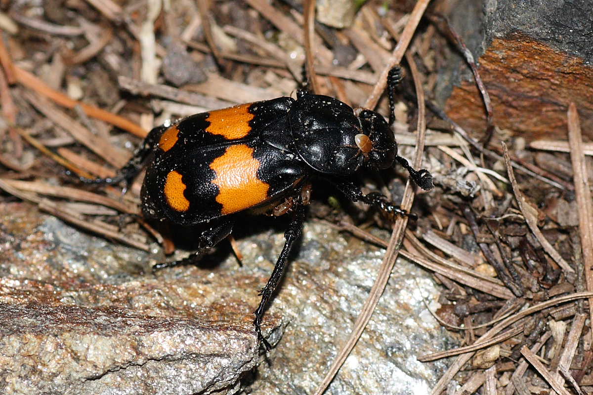 Nicrophorus vespilloides