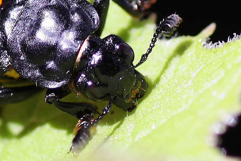Nicrophorus vespilloides