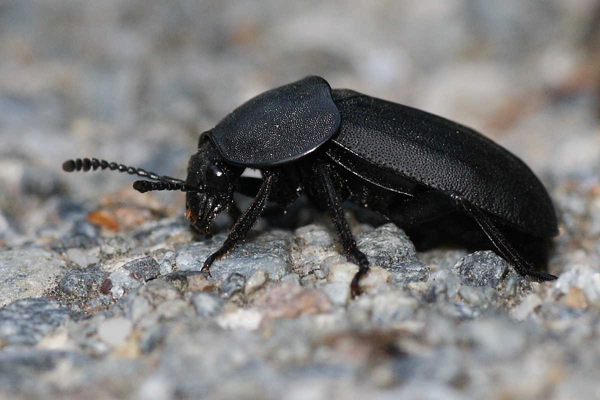 Silpha obscura