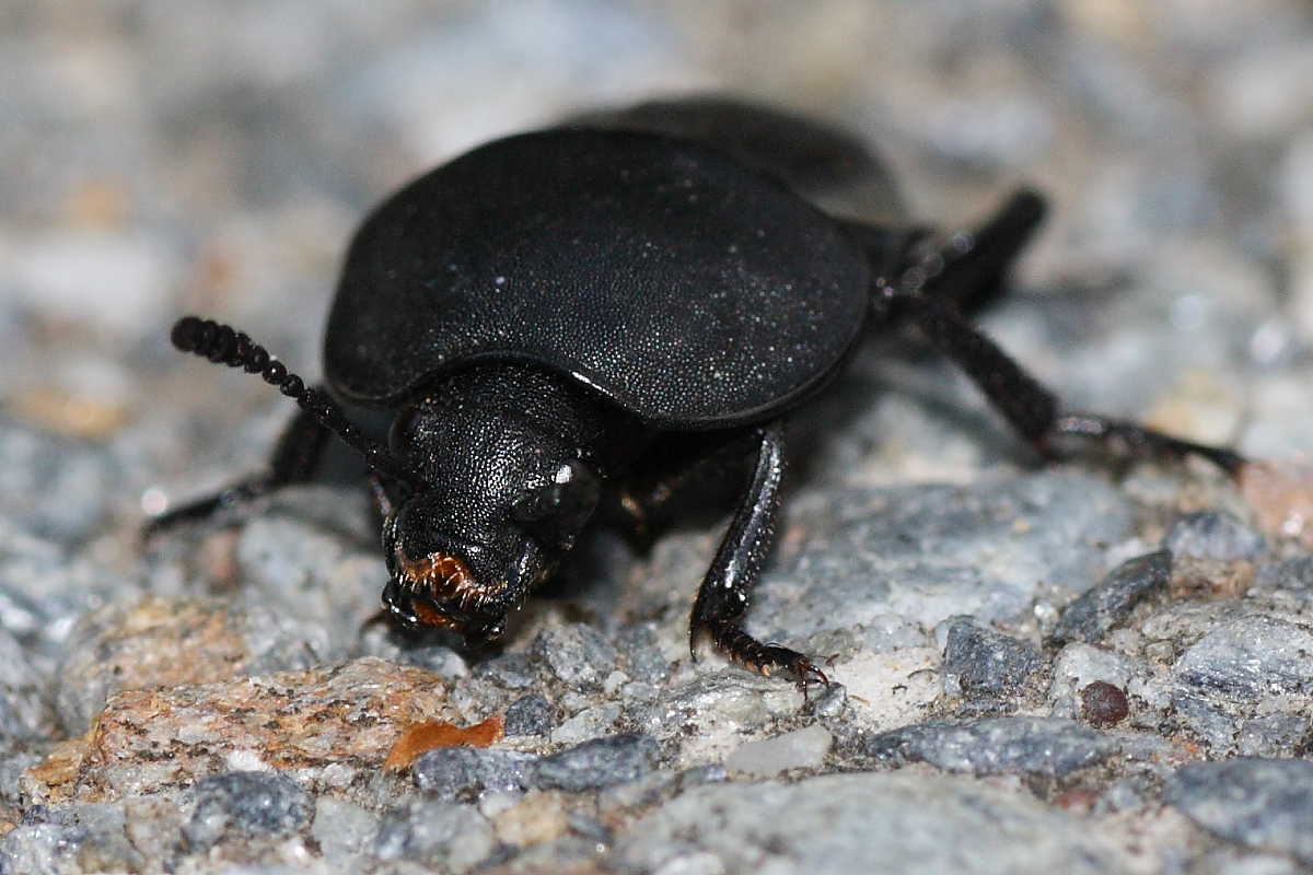 Silpha obscura