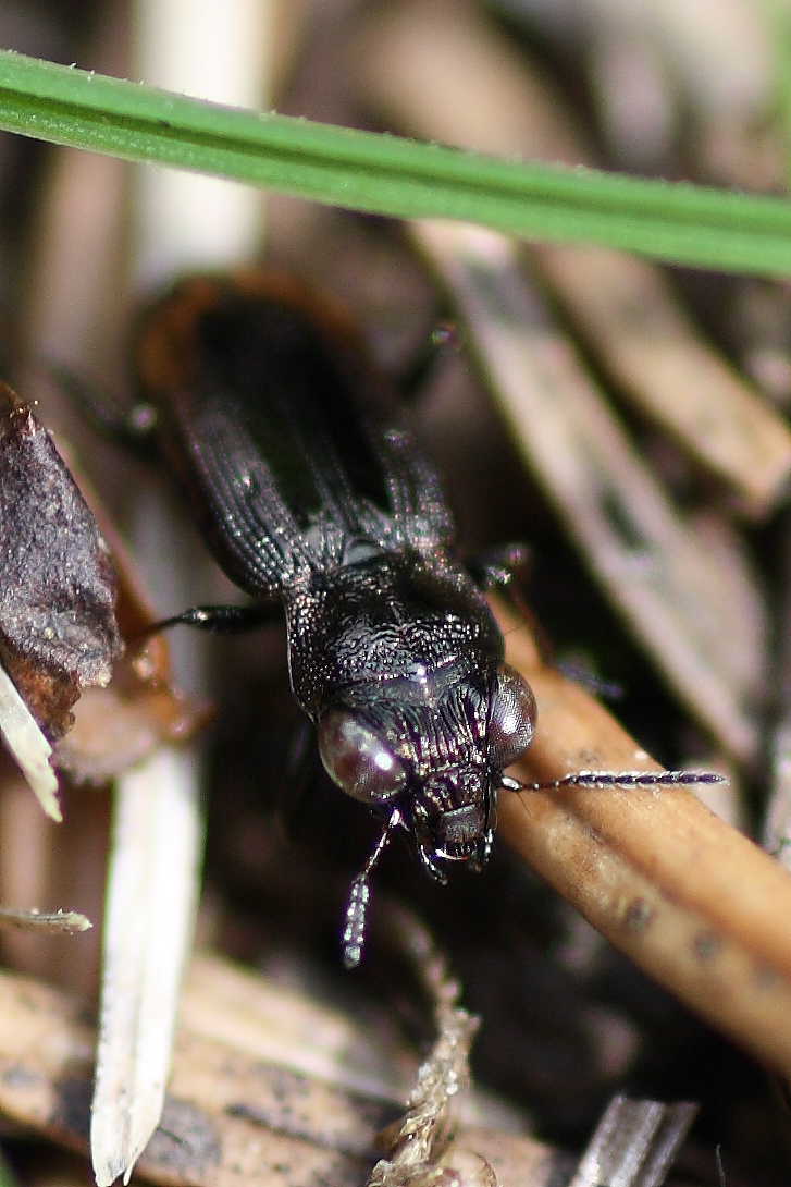 Da identificare: Notiophilus biguttatus