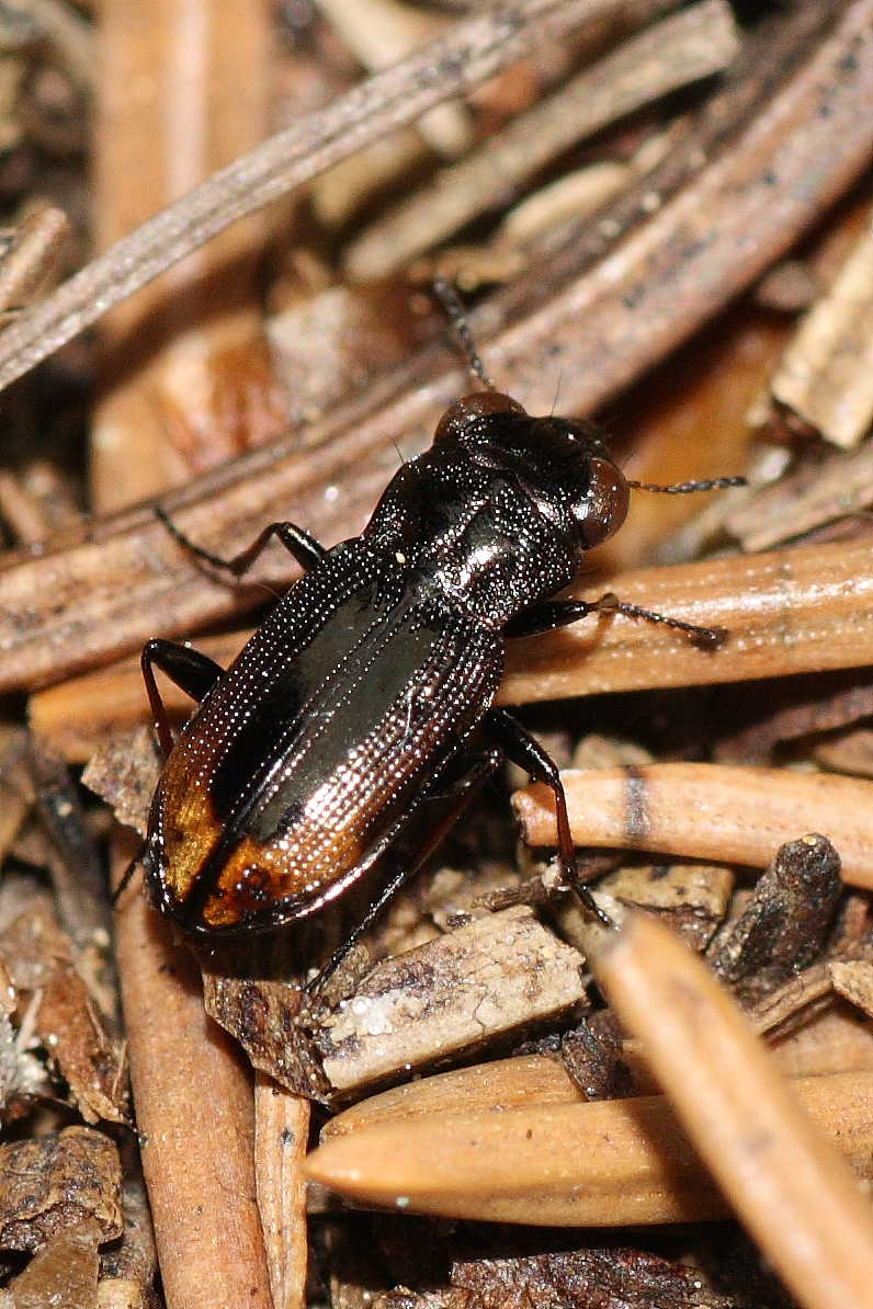 Da identificare: Notiophilus biguttatus