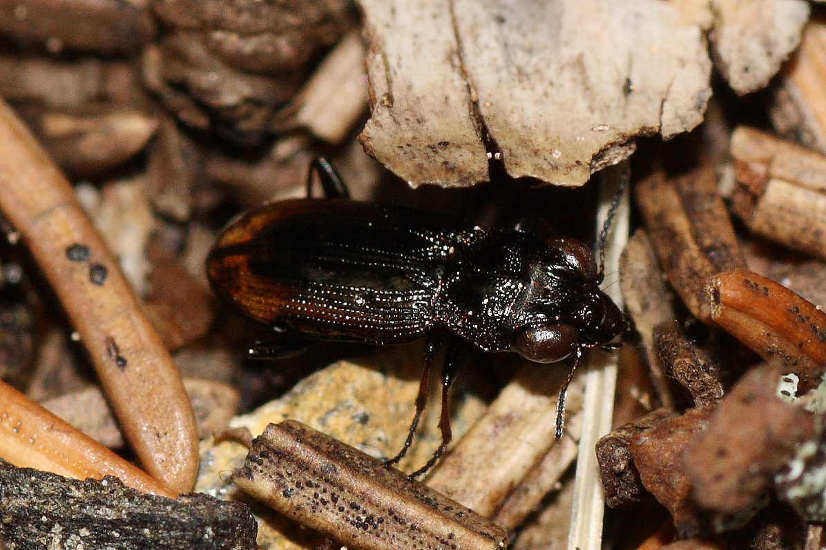 Da identificare: Notiophilus biguttatus