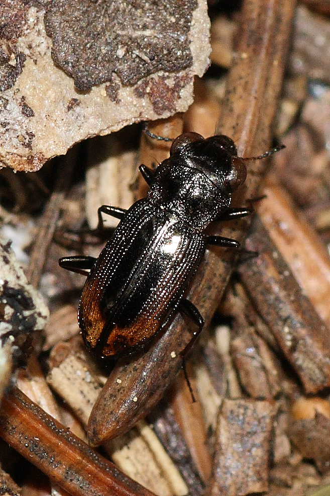 Da identificare: Notiophilus biguttatus