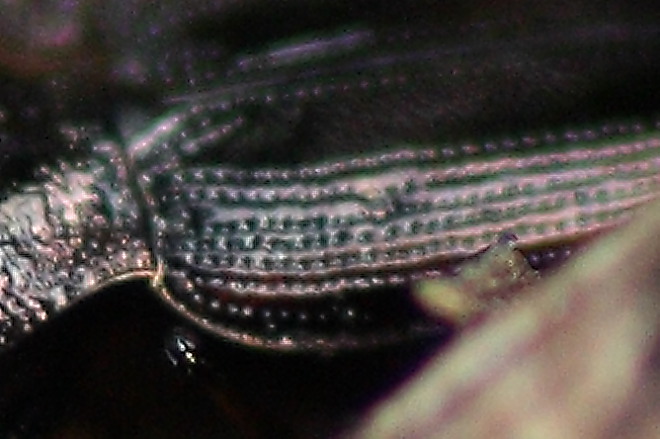 Da identificare: Notiophilus biguttatus