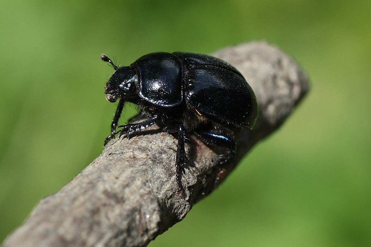 Pentodon bidens? No. Anoplotrupes stercorosus