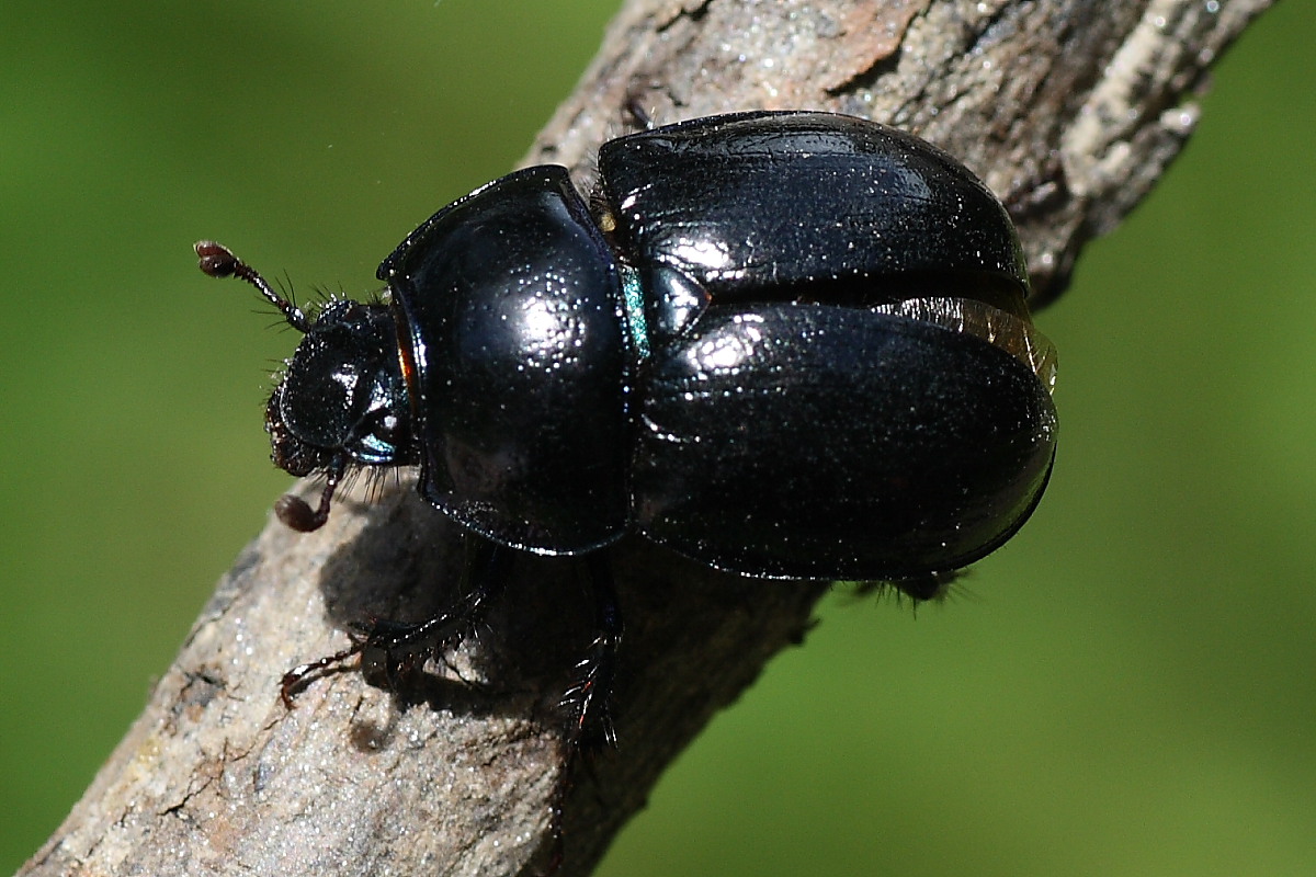 Pentodon bidens? No. Anoplotrupes stercorosus