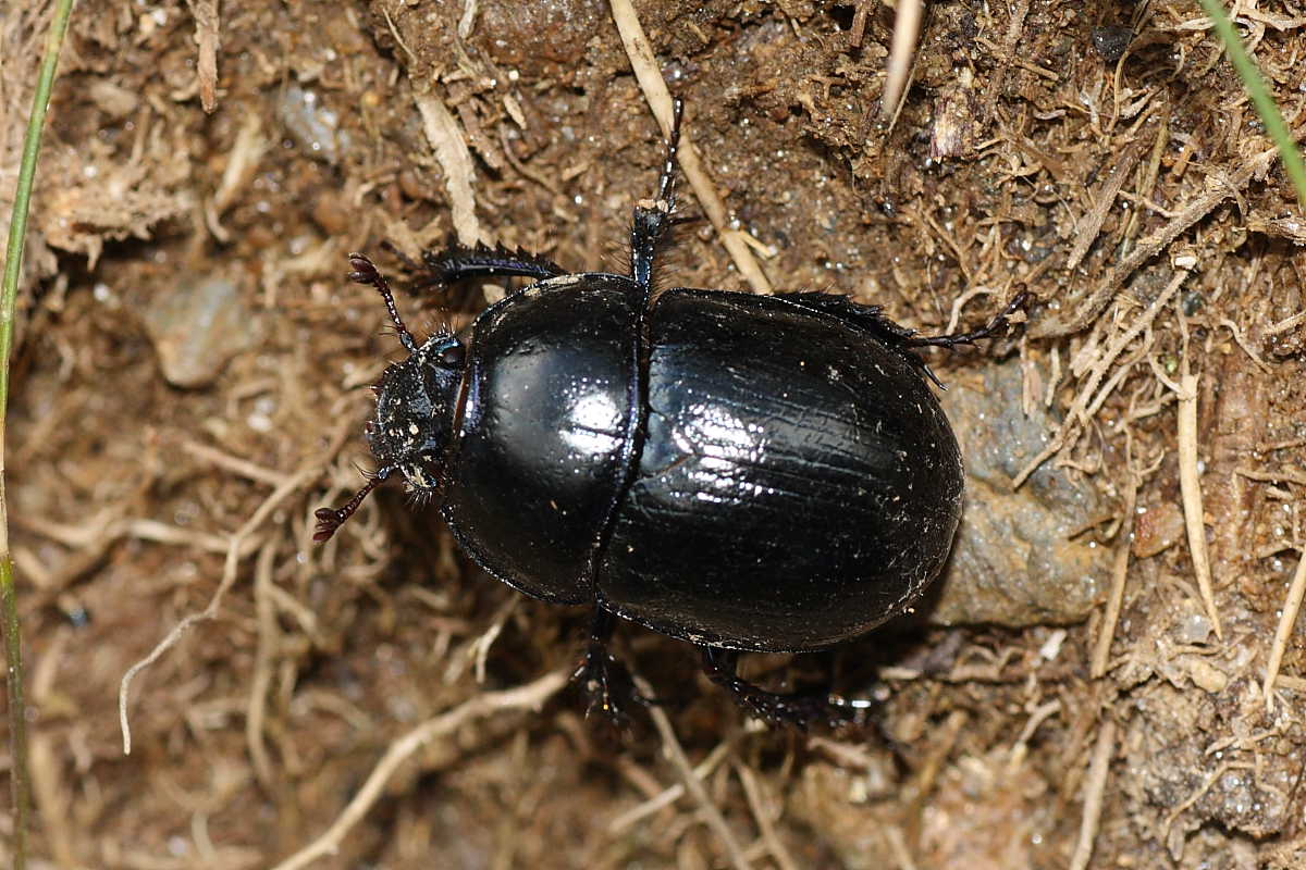 Pentodon bidens? No. Anoplotrupes stercorosus
