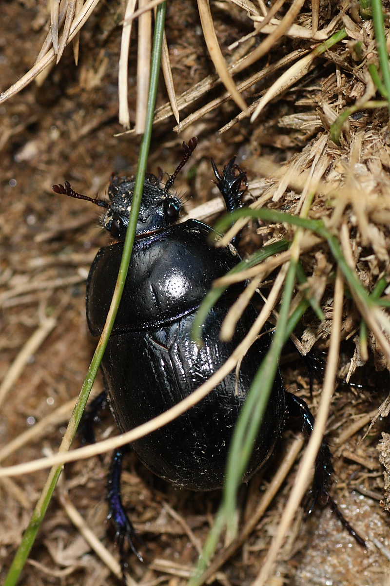 Pentodon bidens? No. Anoplotrupes stercorosus