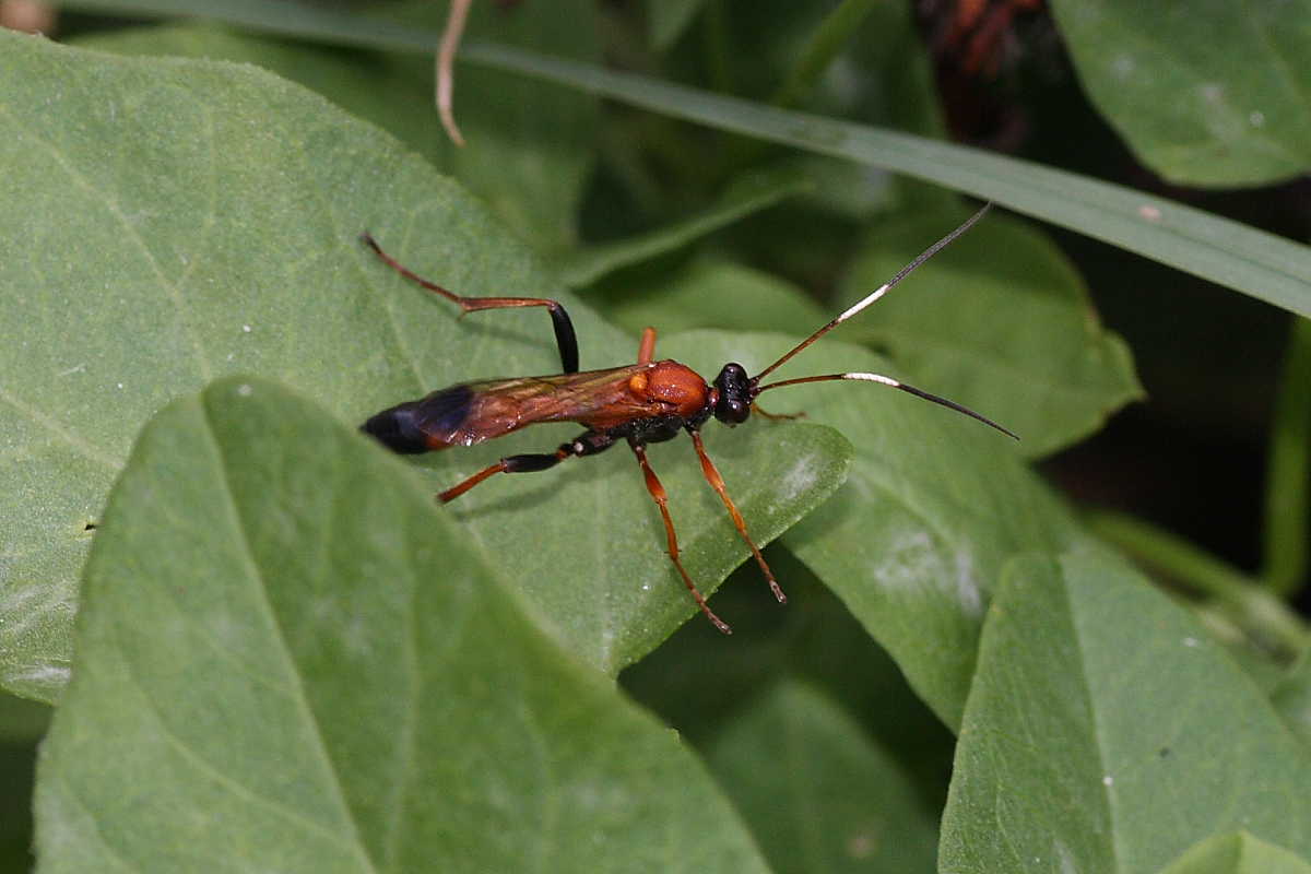 Ctenochares bicolorus (Ichneumonidae)