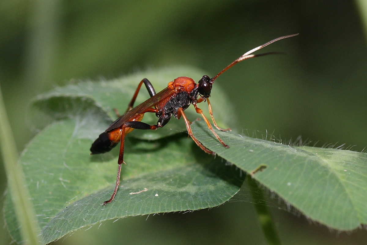 Ctenochares bicolorus (Ichneumonidae)