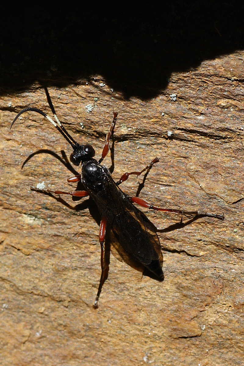Coelichneumon bilineatus (Ichneumonidae)