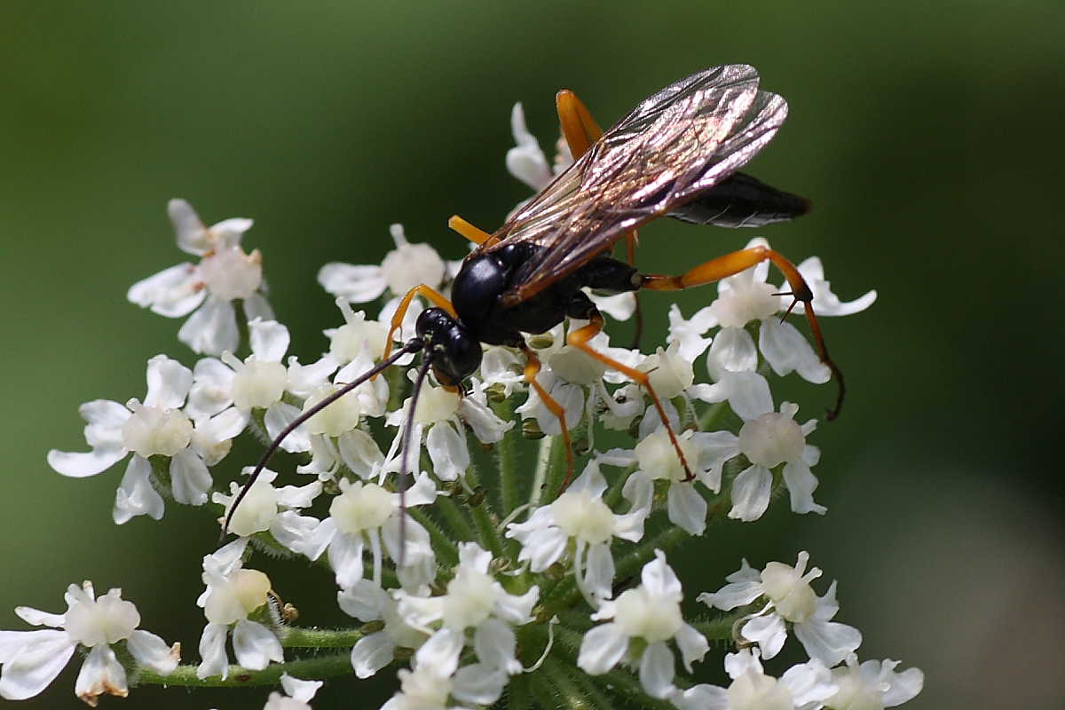 femmina di Banchus cf. falcatorius (Ichneumonidae)