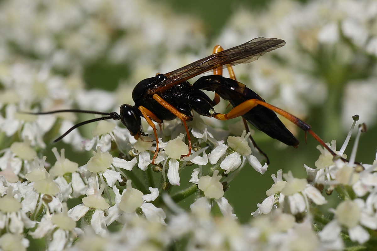 femmina di Banchus cf. falcatorius (Ichneumonidae)