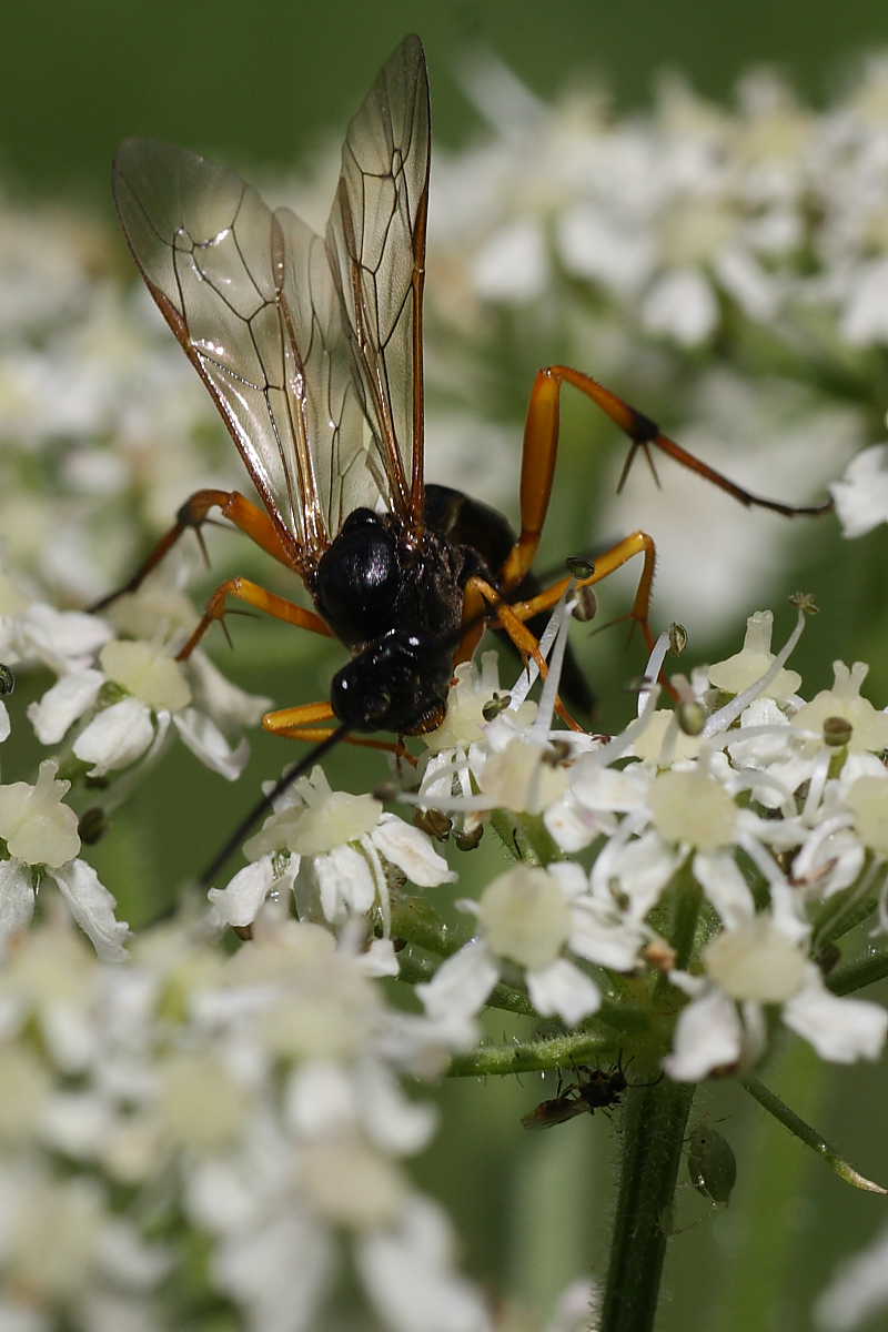 femmina di Banchus cf. falcatorius (Ichneumonidae)