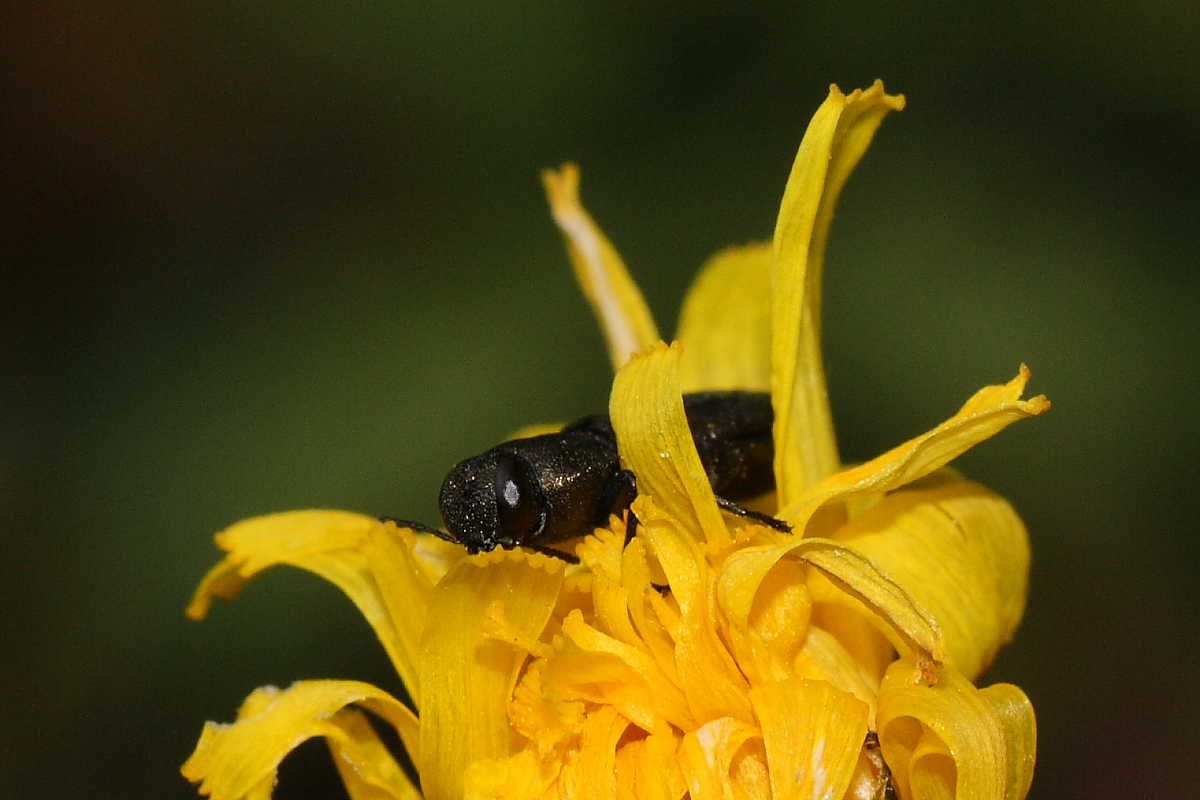 Anthaxia quadripunctata (forse)
