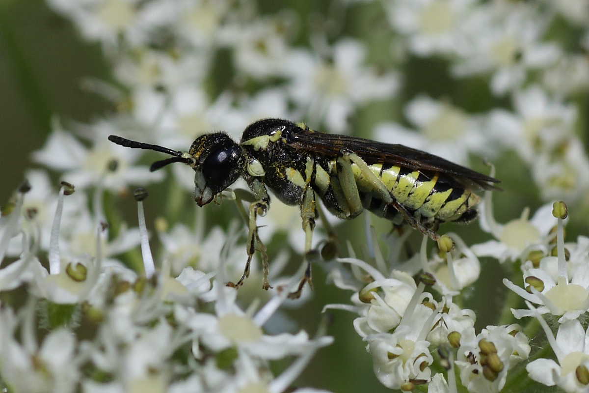 Tenthredinidae