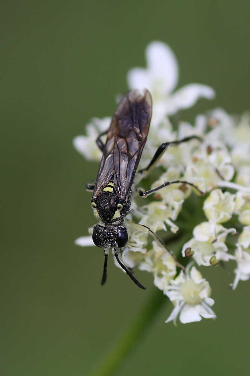 Tenthredinidae