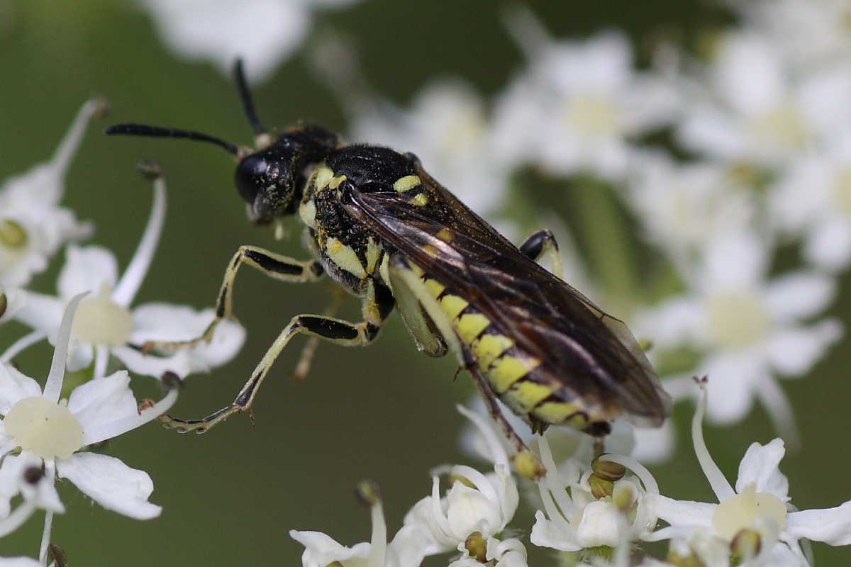 Tenthredinidae