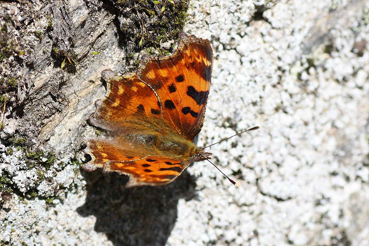 Polygonia c-album ? - S