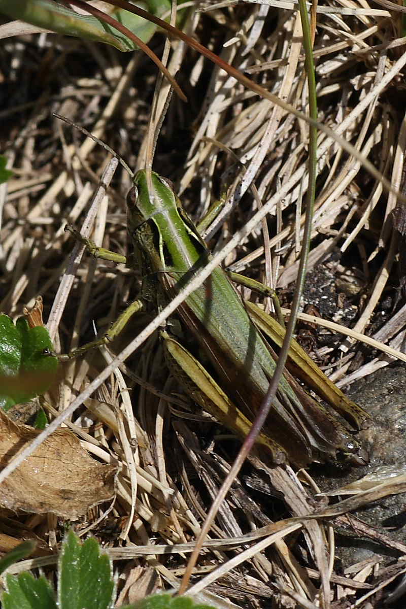 Ortotteri del Cevedale