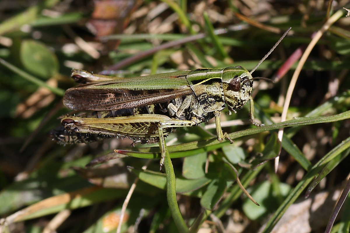 Ortotteri del Cevedale