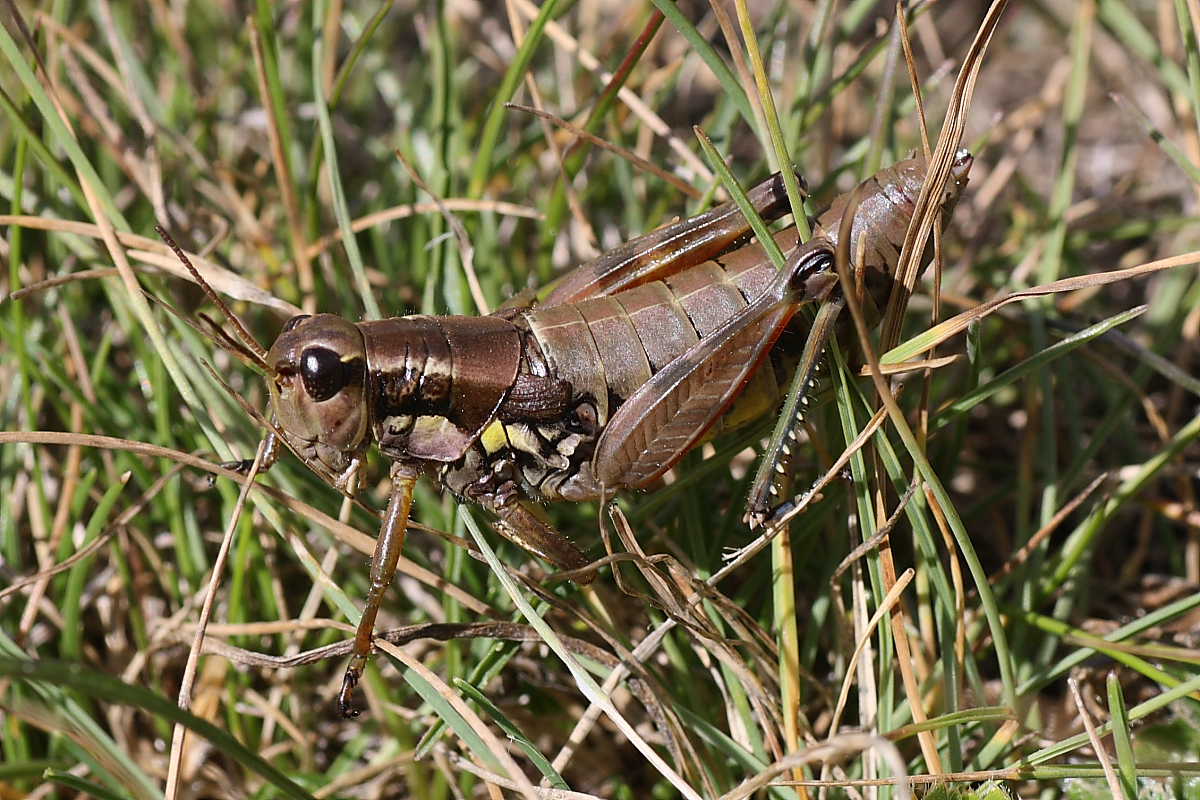 Ortotteri del Cevedale