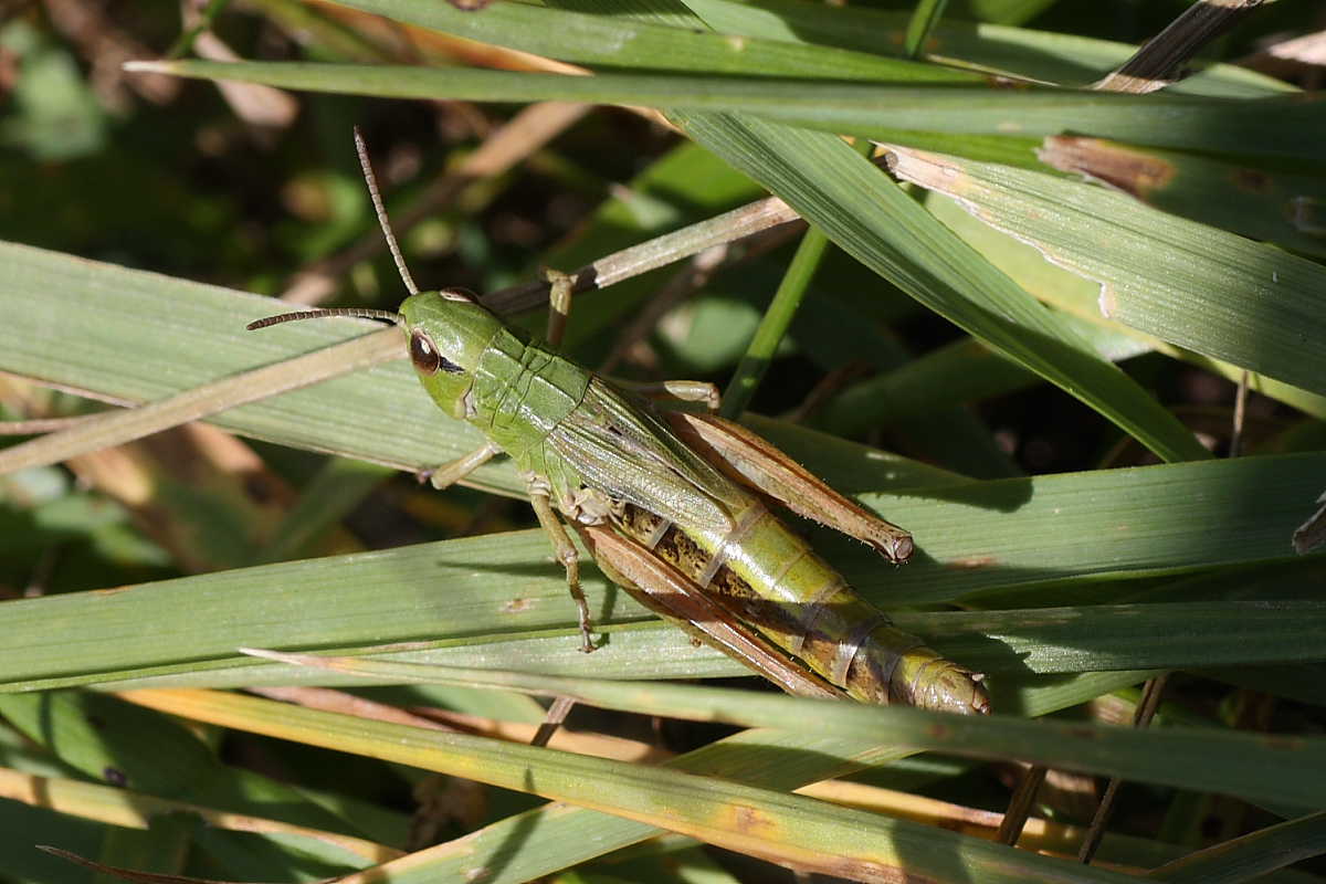 Ortotteri del Cevedale