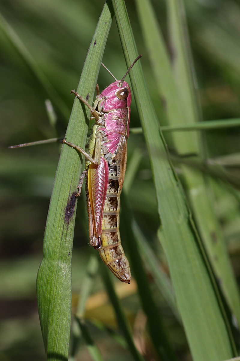 Ortotteri del Cevedale