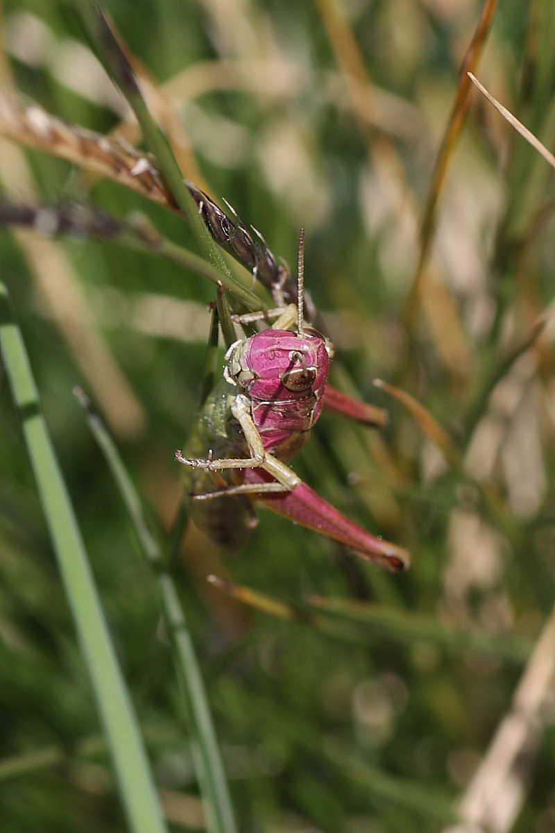 Ortotteri del Cevedale