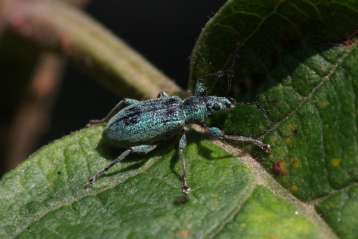 Phyllobius cfr arborator