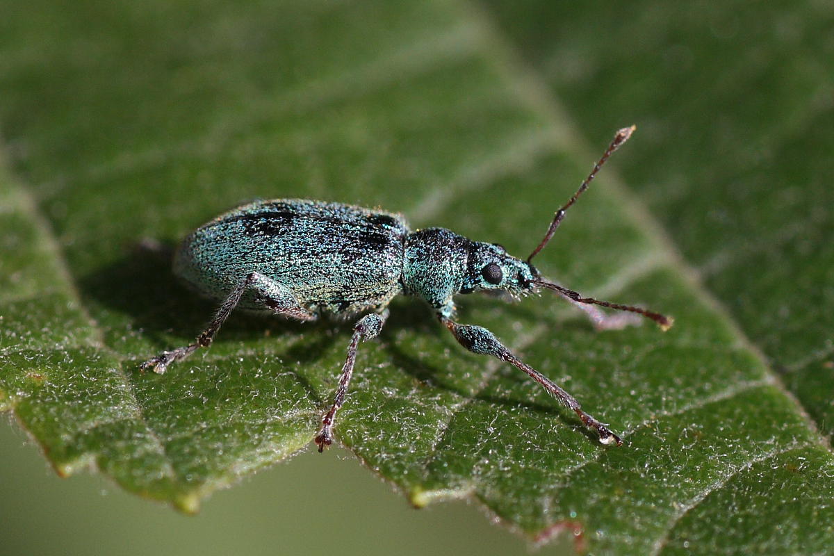 Phyllobius cfr arborator