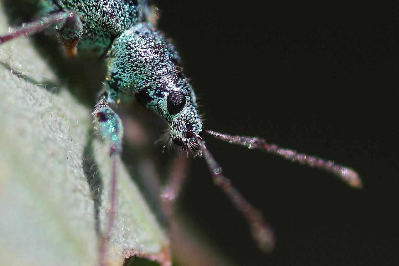 Phyllobius cfr arborator