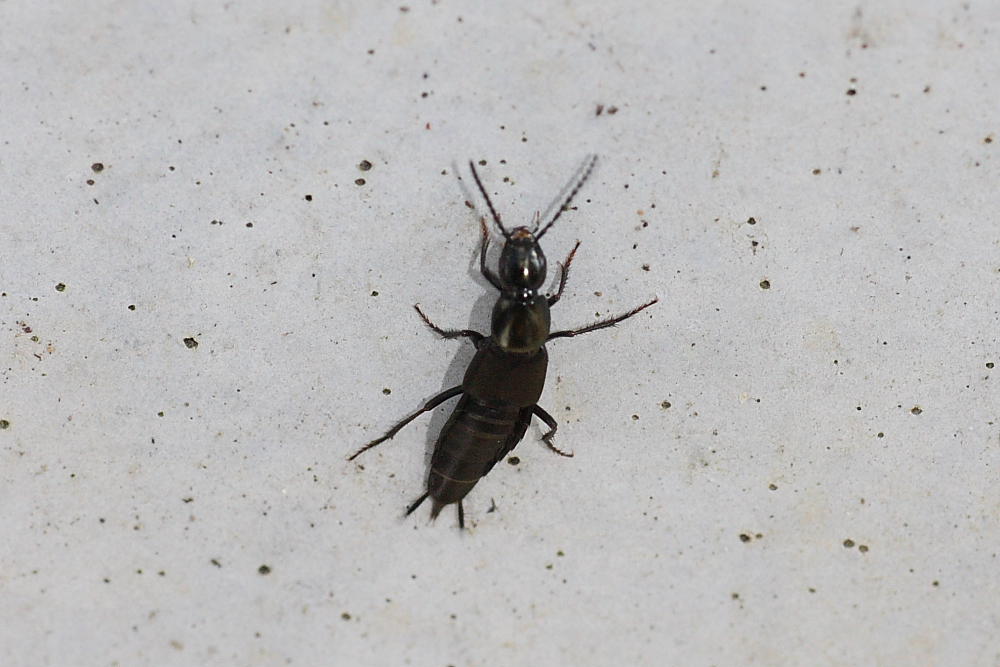 Staphylinidae da identificare: Philonthus cfr. decorus