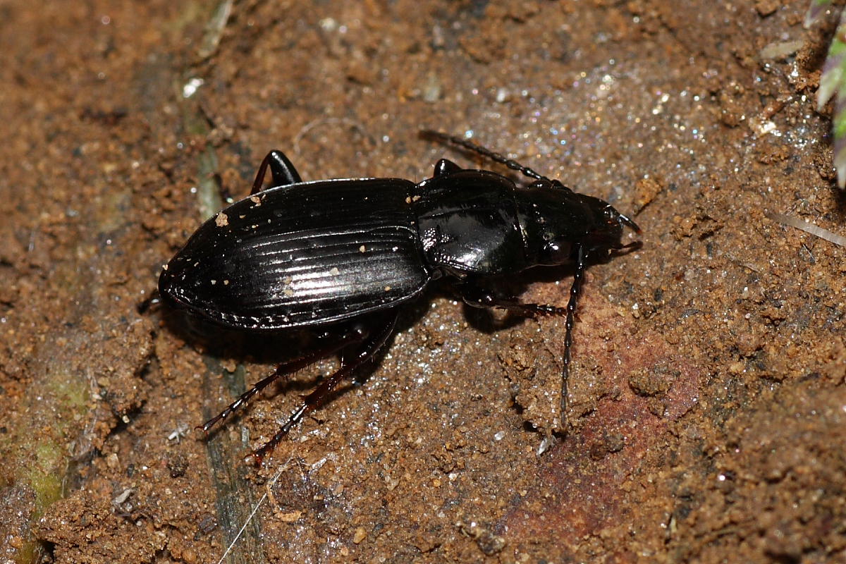 Due carabi da identificare: Pterostichus oblongopunctatus