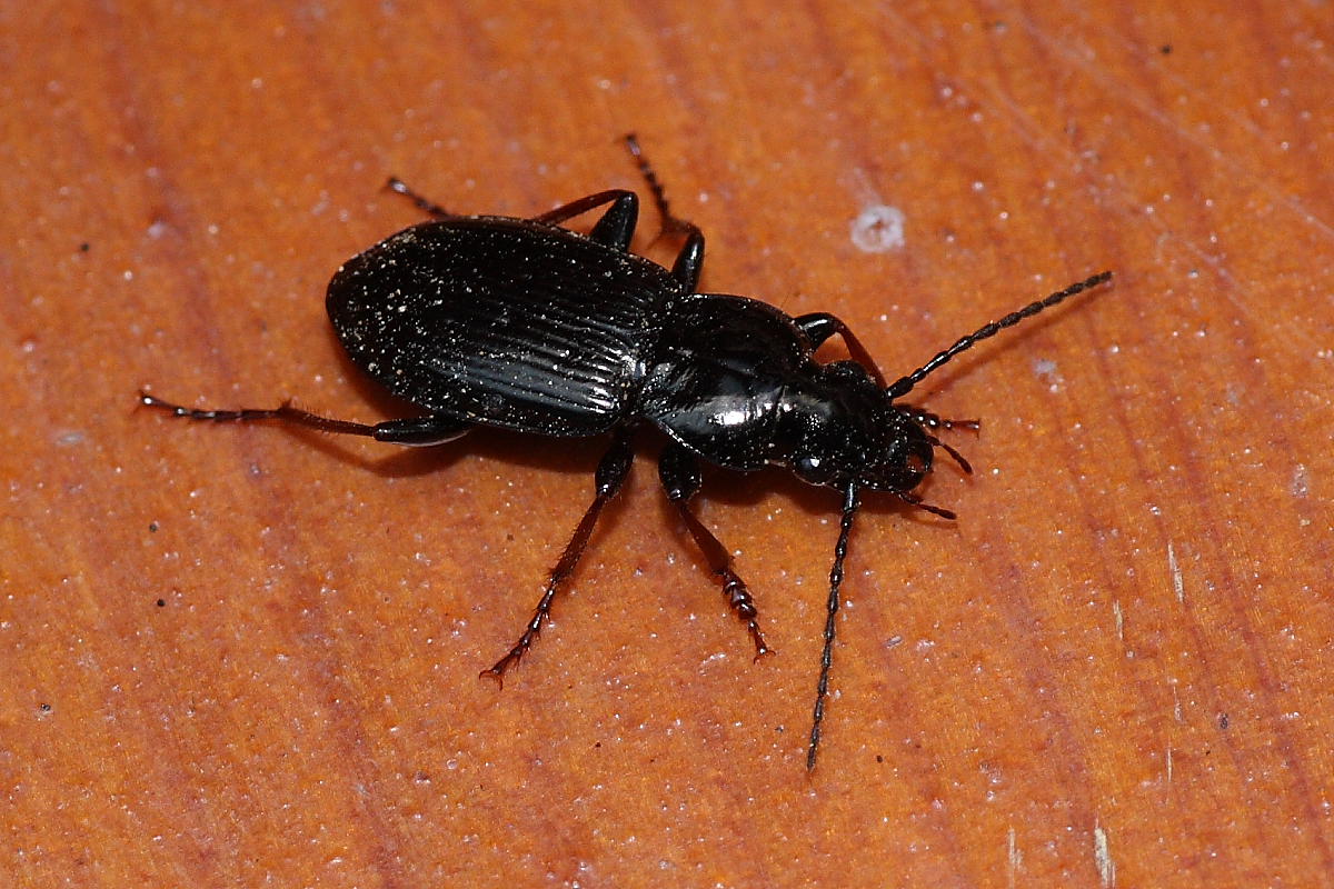 Due carabi da identificare: Pterostichus oblongopunctatus