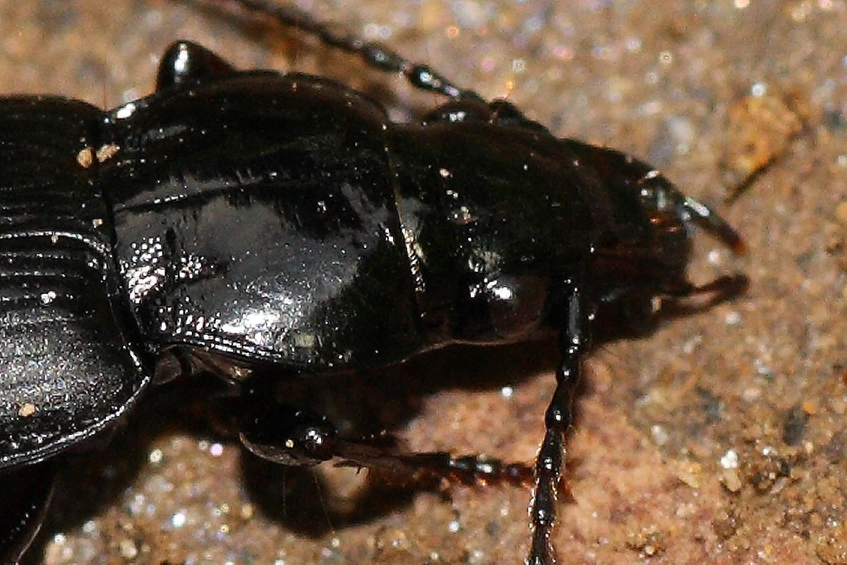 Due carabi da identificare: Pterostichus oblongopunctatus