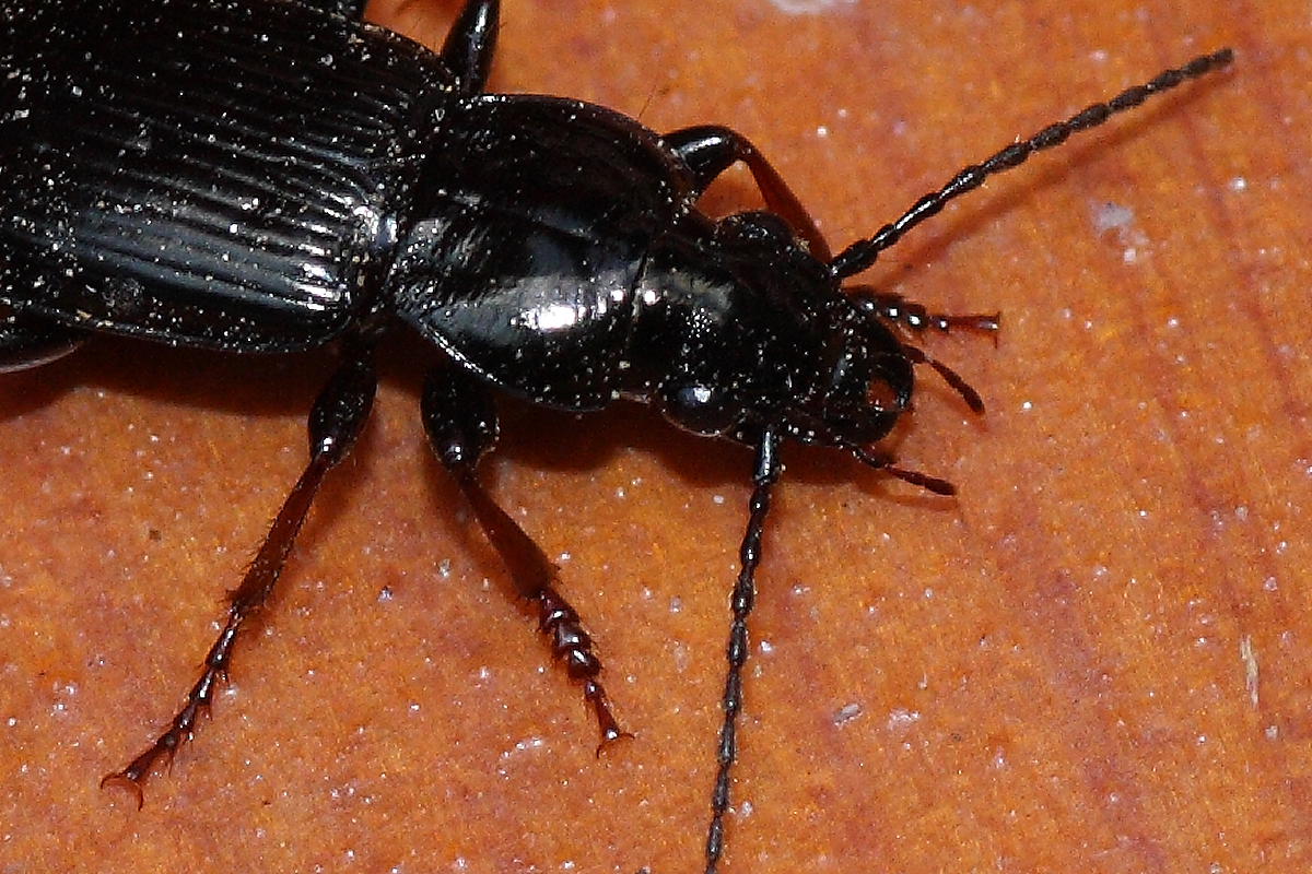Due carabi da identificare: Pterostichus oblongopunctatus