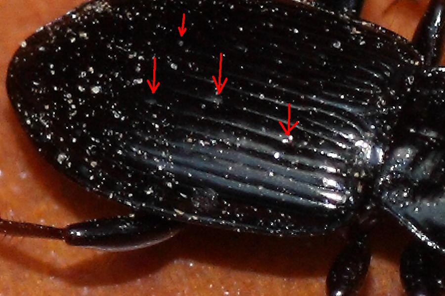 Due carabi da identificare: Pterostichus oblongopunctatus
