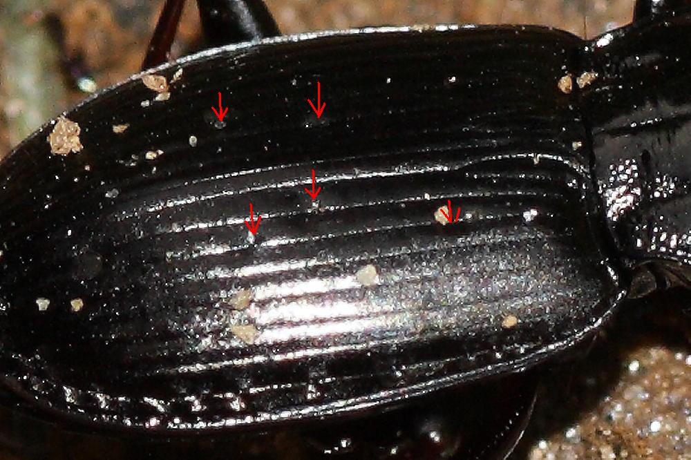 Due carabi da identificare: Pterostichus oblongopunctatus