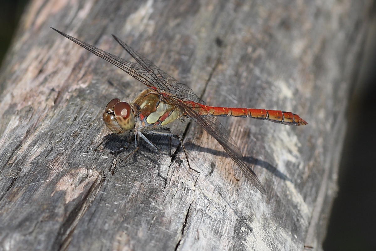 Da identificare - S. striolatum