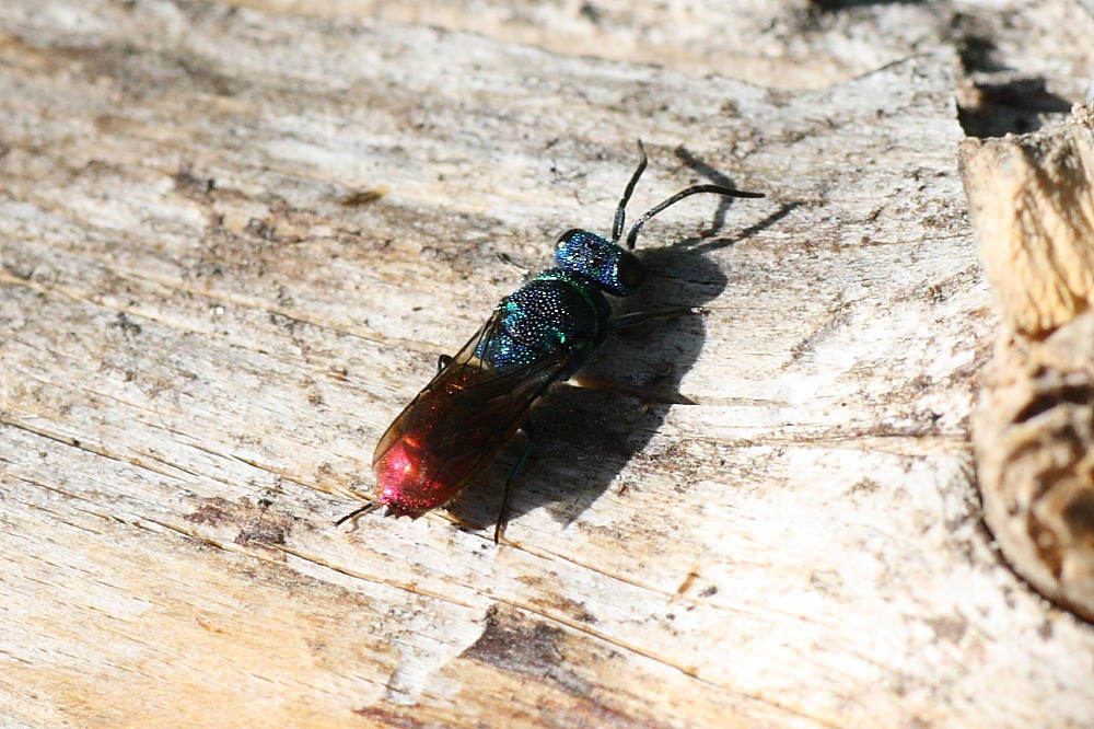 Il mio primo Chrysididae: Chrysis cfr. ignita