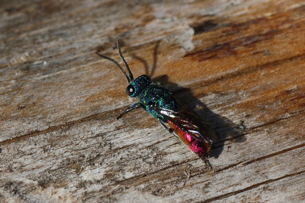 Il mio primo Chrysididae: Chrysis cfr. ignita