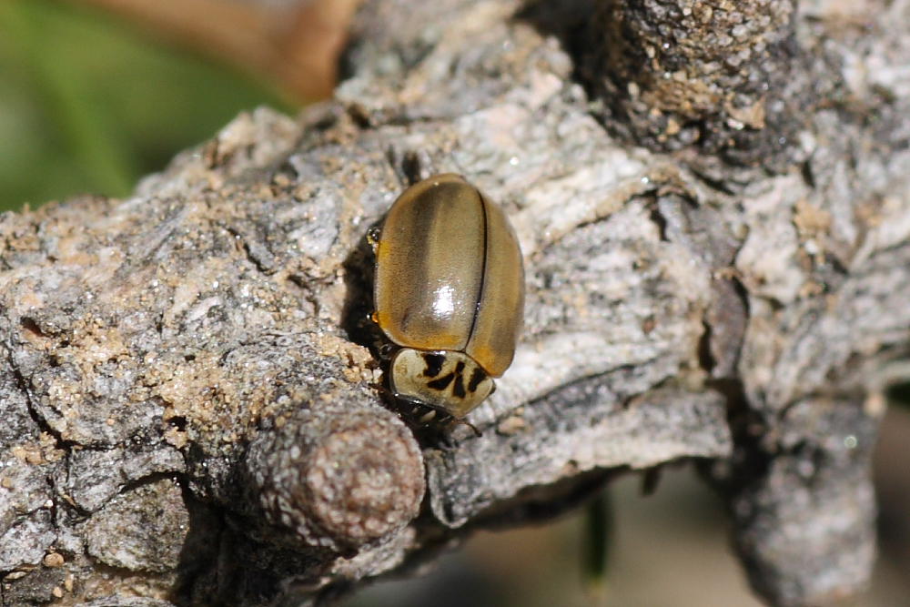 Harmonia quadripunctata ?