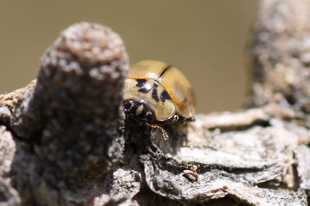 Harmonia quadripunctata ?