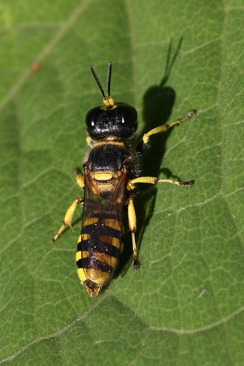 Ectemnius sp. (Crabronidae)