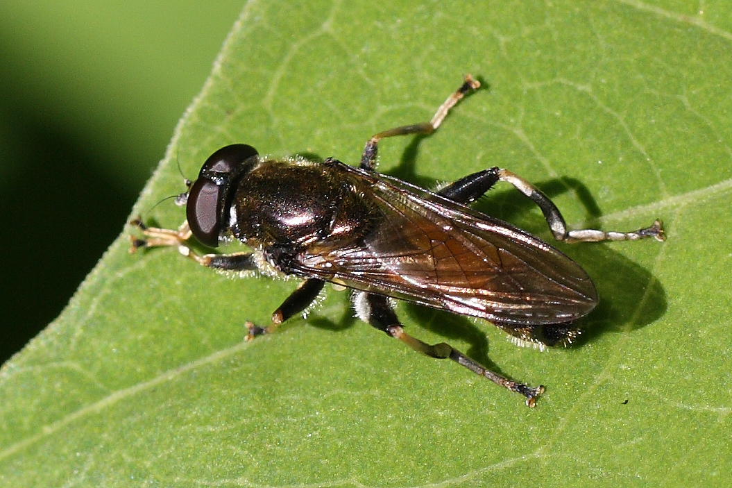 Xylota segnis ?