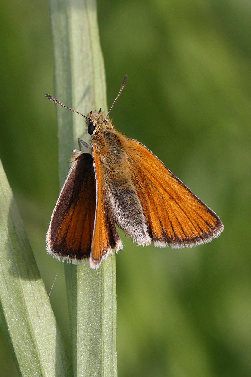 Hesperiidae da identificare