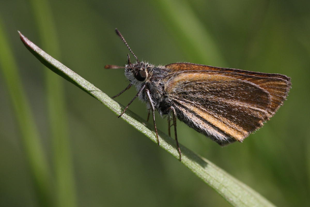 Hesperiidae da identificare